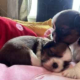 Shih Tzu Puppies from Shih Tzus N Giggles