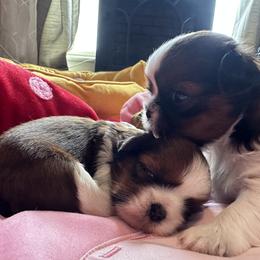 Shih Tzu Puppies from Shih Tzus N Giggles