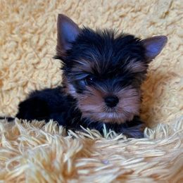 Biewer Terrier, Chinese Crested, and Yorkshire Terrier Puppies from FronkLinn Kennel