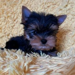 Biewer Terrier, Chinese Crested, and Yorkshire Terrier Puppies from FronkLinn Kennel