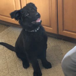 German Shepherd Puppies from Fancy GSDs