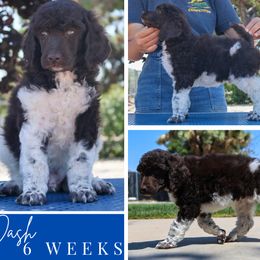 Dash - Parti male Poodle puppy in Hesperia, California from HD Poodles