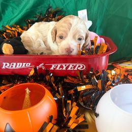 Pippa - Red roan female Cockapoo puppy in Holton, Indiana from MoonShine Babies / OZ