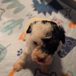 Mardi Gras - Parti female Poodle puppy in Huntsville, Alabama from Flint River Poodles