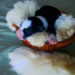 Maggie - Black and white female Border Collie puppy in Montague, California from Flock and Fang