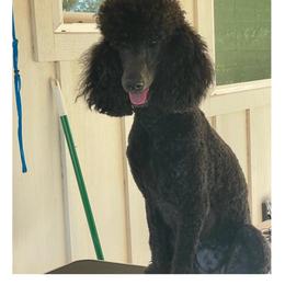 Holly - Blue female Poodle puppy in Lakehills, Texas from Simply Southern Retrievers, LLC