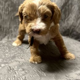 Australian Labradoodle Puppies from Cali Dream Doodles