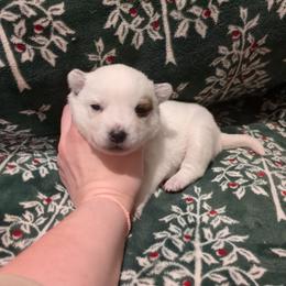 Brisket - Red speckled female Australian Cattle Dog puppy in Mena, Arkansas from Red Desert Australian Cattle Dogs