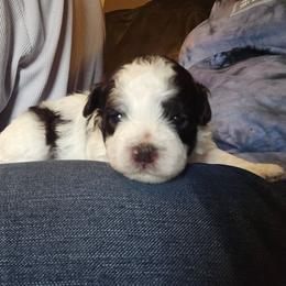 Boy 1 - Chocolate male Havanese puppy in Columbus, Ohio from Havanese Puppies Columbus