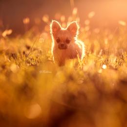 DiLusso’s Boris - Chihuahua puppy in Monroe, North Carolina from DiLusso Chihuahuas