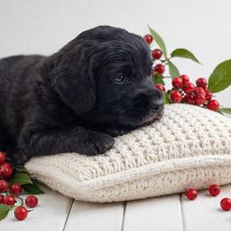 Red - Sable male Goldendoodle puppy in Byron, Georgia from Southern Olive Doodles 🫒