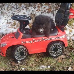 Pomeranian Puppies from Fancy Paws Pomeranian