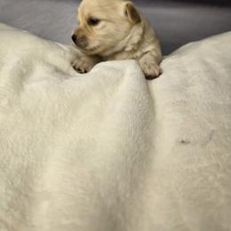 Montey - Cream male Havanese puppy in Trinity, Alabama from Tooties Cuties Havanese