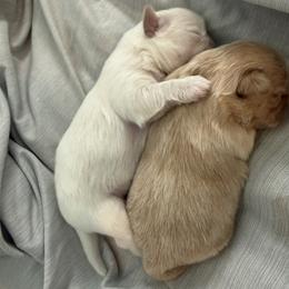 Shih Tzu Puppies from Brinklee's Babies