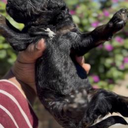 Eclipse - Phantom female Poodle puppy in Corona, California from Garden Of Poodles