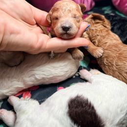 Girl 6 - Apricot female Goldendoodle puppy in Cocoa, Florida from The Beach Doodles