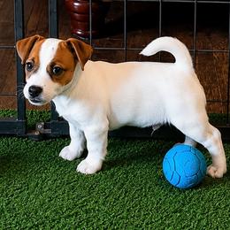 Boy 2 - male Jack Russell Terrier puppy in Cleburne, Texas from Jordan's Shorty Jacks