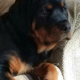 Rottweiler Puppies from Highland Rottweilers