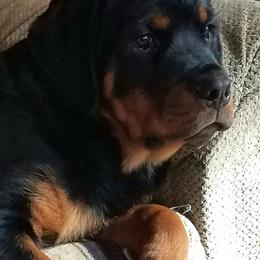 Rottweiler Puppies from Highland Rottweilers