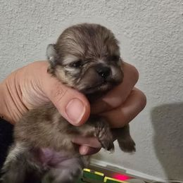 Truffle - Orange sable female Pomeranian puppy in Placer County, California from Lilmonster Pomeranians