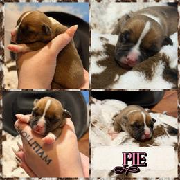 Pie - Red female American Bully puppy in Princeton, Texas from District 12 Kennels