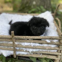 Girl 3 - Aussiedoodle puppy in Paint Rock, Alabama from Kotah’s Kennels