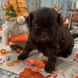 Chili - Chocolate male Shih Tzu puppy in Stafford, Virginia from Bayview Pups