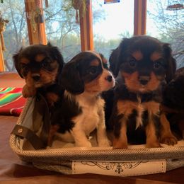 Cavalier King Charles Spaniel Puppies from Abbey Road Cavaliers