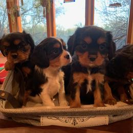 Cavalier King Charles Spaniel Puppies from Abbey Road Cavaliers