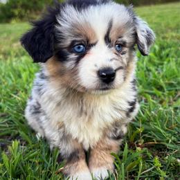 Serena - Blue merle female Miniature Australian Shepherd puppy in Smithville, Arkansas from Cooper Creek Aussies