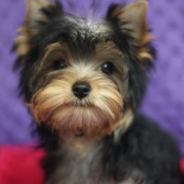 Maltese, Morkies, and Yorkshire Terriers from Little Luv's Yorkies and Maltese