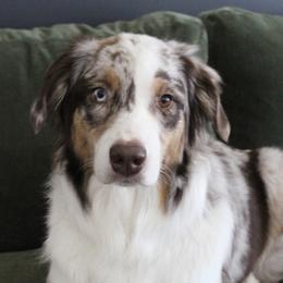 Australian Shepherds from Lost Creek Aussies