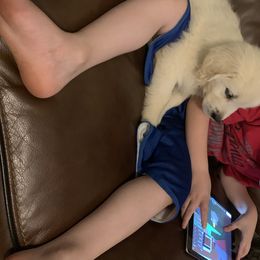 Golden Retriever Puppies from Able Creek Kennels