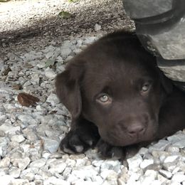 Labrador Retriever Puppies from Showtime Labradors