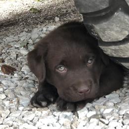 Labrador Retriever Puppies from Showtime Labradors