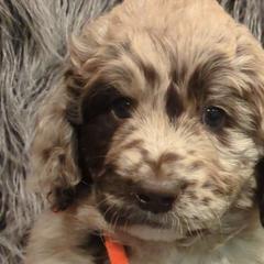 Assorted Doodle Crosses and Newfypoos from Hidden Haven Poodles and Doodles