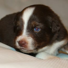 Shooter...red tri male  minimal white - Red tri-color male Australian Shepherd puppy in Cookeville, Tennessee from Spring Creek Aussies