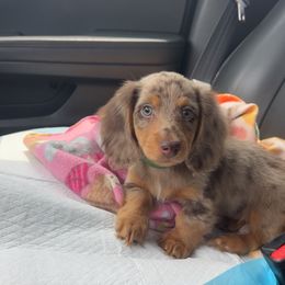 Dachshund Puppies from jennelle johnson