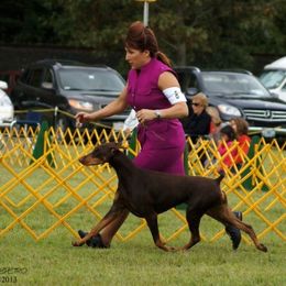 Doberman Pinscher All Grown Up from Kettle Cove Dobermans