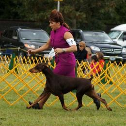 Doberman Pinscher All Grown Up from Kettle Cove Dobermans