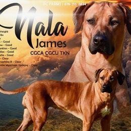 Nala - Rhodesian Ridgeback
