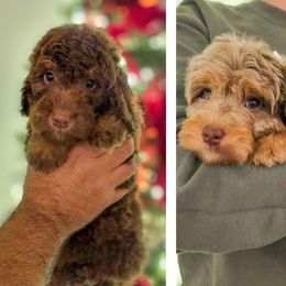 Jingle and Dasher - Phantom male Bernedoodle puppy in Russell Springs, Kentucky from 270 Doodles