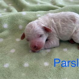 Parsley - male Cavapoochon puppy in North Lawrence, Ohio from Liberty Pups