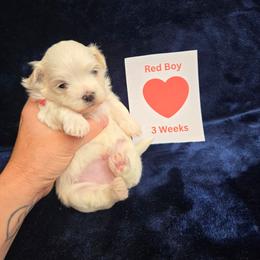 Red Male - White male Maltipoo puppy in Sahuarita, Arizona from Cowgirl's Legacy Maltipoos