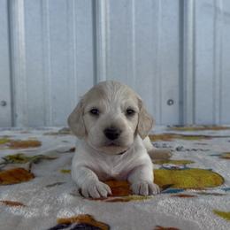 Black - Cream male Dachshund puppy in Poteau, Oklahoma from Sisters Dazzling Dachshunds