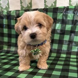 King Poseidon - Red sable male Havanese puppy in North Richland Hills, Texas from A Royal Havanese Court