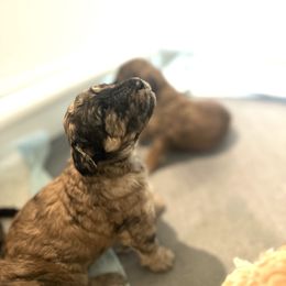 Goldendoodle Puppies from David's Doodles