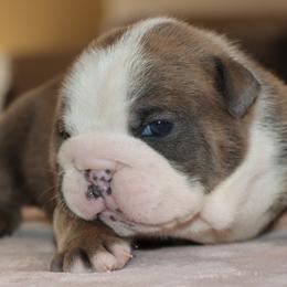 Meatball - Red brindle and white male Bulldog puppy in Winnsboro, Texas from JP Ranch Bulldogs