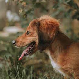 Dachshund Puppies from TG Dachshunds
