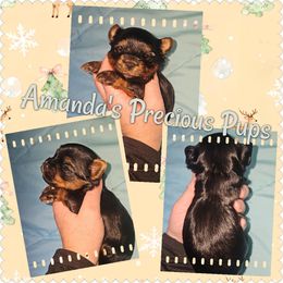 Traditional Male - Black and tan male Yorkshire Terrier puppy in Wartburg, Tennessee from Amanda's Precious Pups
